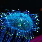 Word of the Week: Bioluminescence
