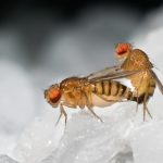 Research shows that fruit flies enjoy ejaculating