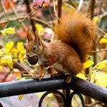 Acorn't believe it! Red squirrel population stable in North East