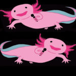 Axolotl Comedy Night @ Ernest