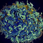 Anti-retroviral drugs can prevent the transmission of HIV, study finds