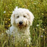 "My life regret": creator of the first labradoodle speaks out