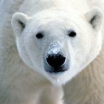 Polar Bear footprints used to develop ethical tracking techniques