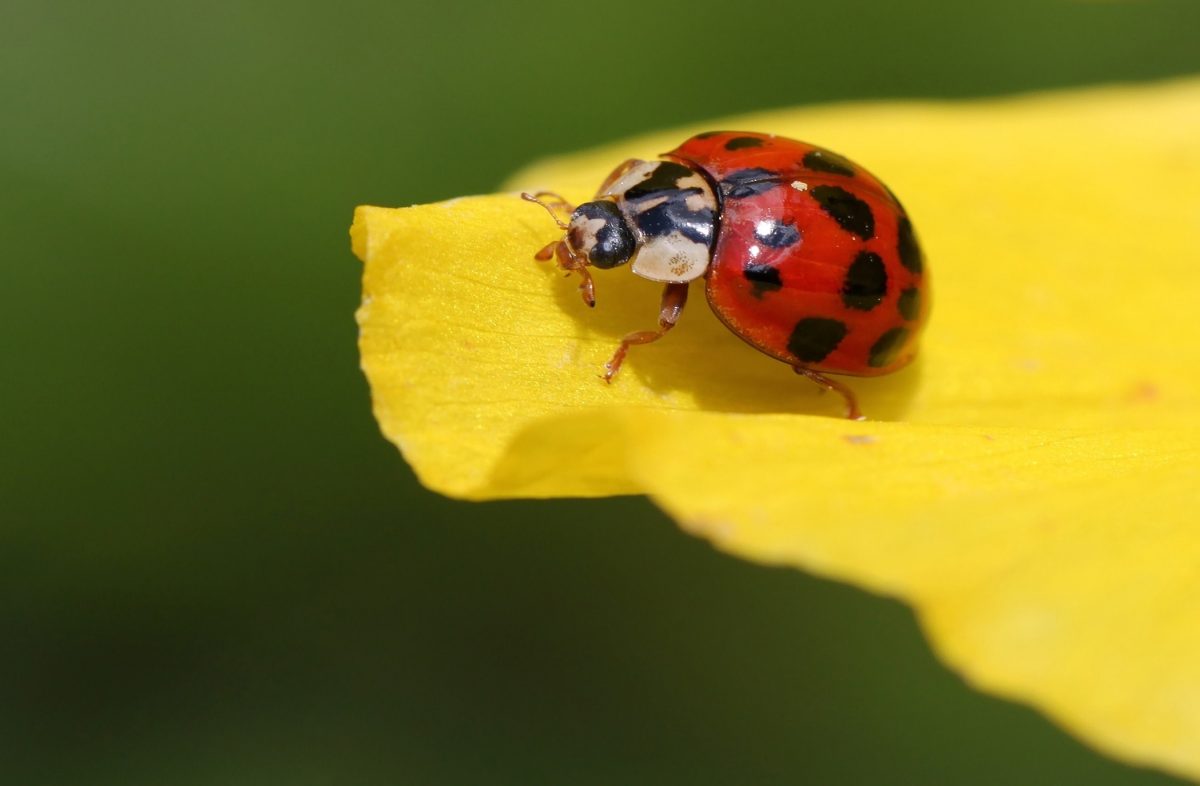 Greta makes her mark in the insect world - The Courier Online