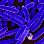 Gut bacteria linked to increased bowel cancer risk