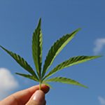 Medicinal cannabis not the cure, after all?