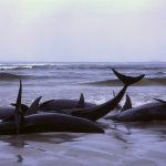 Almost 500 pilot whales stranded in Australia's largest stranding