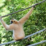 Rope bridge to reconnect trees for critically endangered gibbons