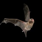 Mythbusters: Are bats really blind?
