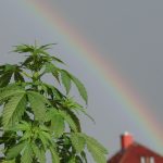 The US House has voted to legalize cannabis - will other countries follow suit?