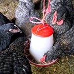 Newcastle University doesn’t chicken out of studying antimicrobial resistance