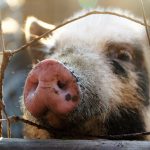 'Pig'uliar research reveals new use for computer joysticks