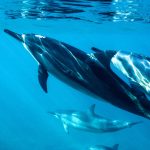 Dolphins have human-like personality traits, study finds