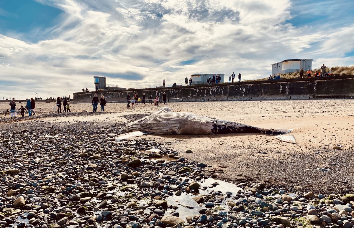 Why whales strand: The story of Humpy the humpback whale found dead on ...