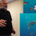 New dolphin game may help stroke patients