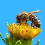 Bees use social distancing when infested with mites