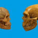 The "brutal wipe-out" of Neanderthals: a myth?