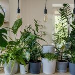 Easy houseplants for bad plant parents