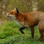 Down the loop-hole: Why Scotland's proposed bill fails  to fully ban fox hunting