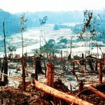 Amazon Rainforest and Indigenous Rights Under Attack: Bolsonaro's Decrees