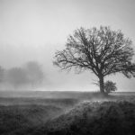 Misty Evening Memories