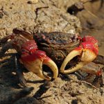 Hearing took place in Parliament following mass North East sea life deaths