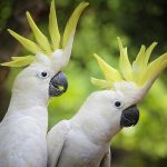 New study shows Goffin's Cockatoos are capable of using and transporting tools, joining the ranks of intelligent animals