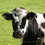 How Cowspiracy changed my eating habits