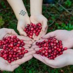 Myth busting: Does cranberry juice actually help with UTIs?