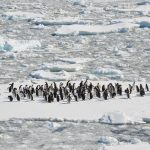 Sea ice around Antarctica hits an all-time low