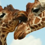 My, my what delicious wee you have - The sex lives of giraffes really take the piss