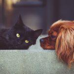 The real difference between dog people and cat people
