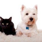 Warm Paws: Newcastle Dog and Cat shelter raises £100,000 to combat energy price hike