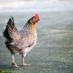 The worst-ever global outbreak of avian influenza