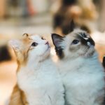 Feline friend or feud? Research demonstrates certain behaviours indicate whether domestic cats are playing or fighting 