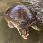 How badly is plastic waste affecting sea turtles?