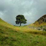 Latest on the Sycamore Gap tree