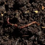 Russia to be outdone by Earthworms in grain production