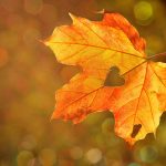 How the Media Romanticizes Autumn