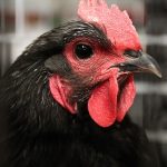New experiment suggests Roosters may be self-aware