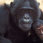 Chimpanzees have substantial post-menopausal lives