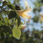 Spring equinox: An alternative New Year?