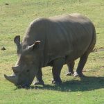 Saving Africa’s northern white rhinoceros using in vitro fertilisation