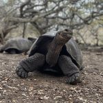 Endangered Galapagos Tortoise migration blocked by cedar trees