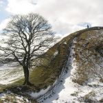 Saplings to Save the Sycamore!