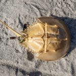 Conservationists fear horseshoe crabs face extinction