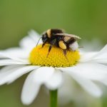 Researchers accidentally discover that bees can survive underwater