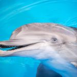Dolphins “smile” during play, scientists find
