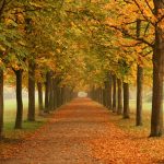 300,000 trees planted by North East Community Forest