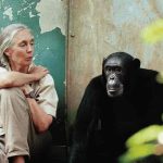 On this day: Jane Goodall's breakthrough on animal toolmaking.